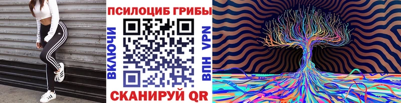 наркота  Дятьково  Псилоцибиновые грибы Psilocybine cubensis 